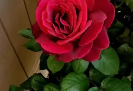 FB IMG 1681304256563