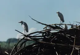 Hawaii Birds On Burned Cane