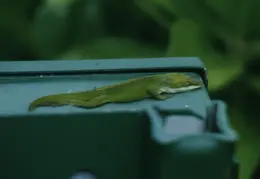 Hawaii Lizard