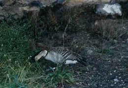 Hawaii Nene Goose 01