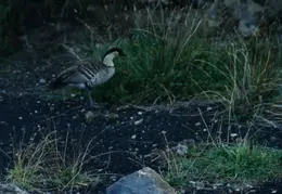 Hawaii Nene Goose 02