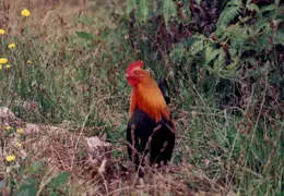 Hawaii Honeymoon 1997 009