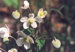 Hawaii Honeymoon 1997