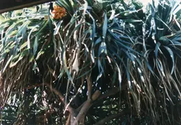 Hawaii Maui 1984 005