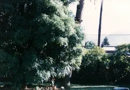 Hawaii Maui 1984 006