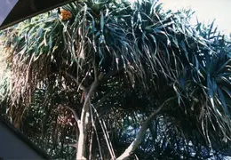 Hawaii Maui 1984 009