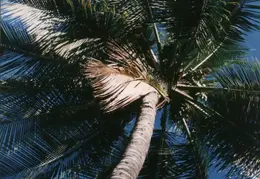 Hawaii Maui 1984 013