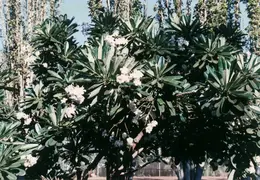 Hawaii Maui 1984 016