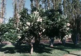 Hawaii Maui 1984 017