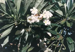 Hawaii Maui 1984 018