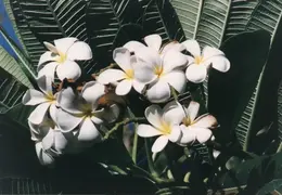 Hawaii Maui 1984 019