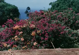 Hawaii Maui 1984 042