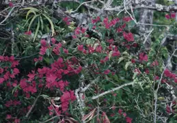 Hawaii w Rose 011