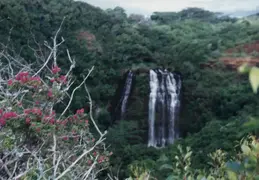 Hawaii w Rose 012