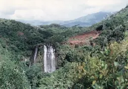 Hawaii w Rose 017