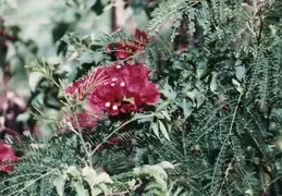 Hawaii w Rose 018
