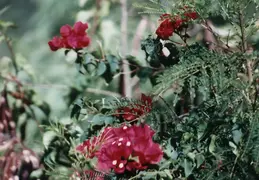 Hawaii w Rose 019