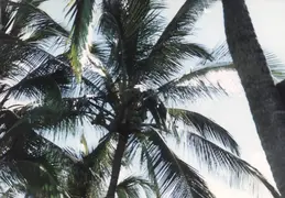 Hawaii w Rose 021