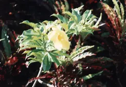 Hawaii w Rose 022