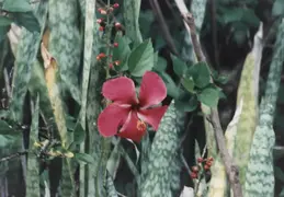 Hawaii w Rose 028