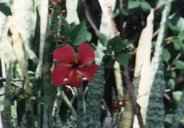 Hawaii w Rose 029