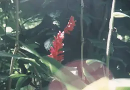 Hawaii w Rose 036