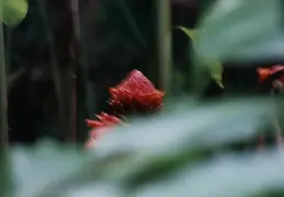 Hawaii w Rose 042