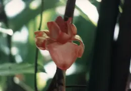 Hawaii w Rose 044