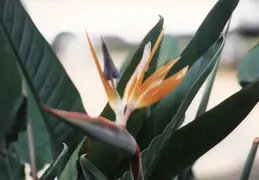 Hawaii w Rose 050