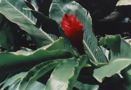 Hawaii Flower 01 Torch Ginger