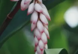 Hawaii Flower 02