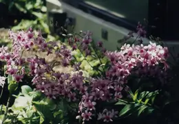 Hawaii Flower 03