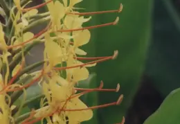 Hawaii Flower 04