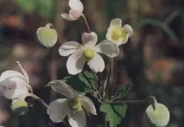Hawaii Flower 05