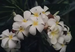 Hawaii Flower 06