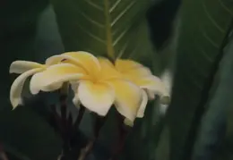 Hawaiian Flowers