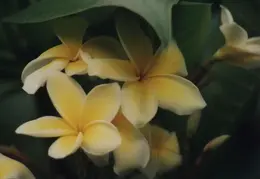 Hawaii Flower 08