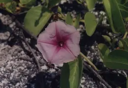 Hawaii Flower 09