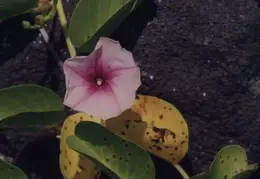 Hawaii Flower 10