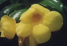 Hawaii Flower 11