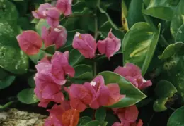 Hawaii Flower 12