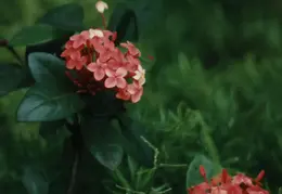 Hawaii Flower 13