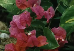 Hawaii Flower 14