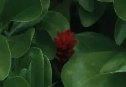 Hawaii Flower 15