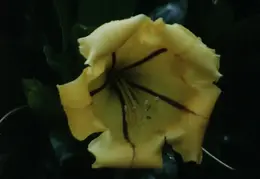 Hawaii Flower 16