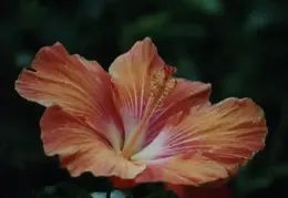 Hawaii Flower 17