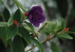 Hawaii Flower 18