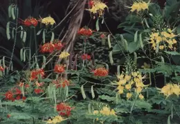 Hawaii Flower 19