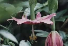 Hawaii Flower 20