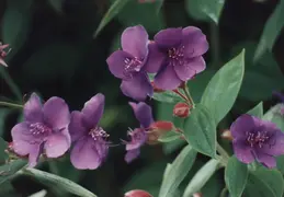 Hawaii Flower 21
